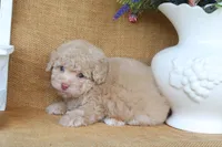 Dawson, a male Poodle - Toy  for sale in Conway, AR – 4 of 5