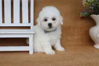 Aiden, a male Bichon Frise for sale in Conway, AR – 3 of 6