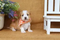 Hunter, a male Havanese for sale in Conway, AR – 3 of 7