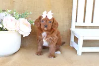 Willow, a female Cavapoo for sale in Conway, AR – Photo 2 of 5