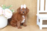 Willow, a female Cavapoo for sale in Conway, AR – Photo 4 of 5