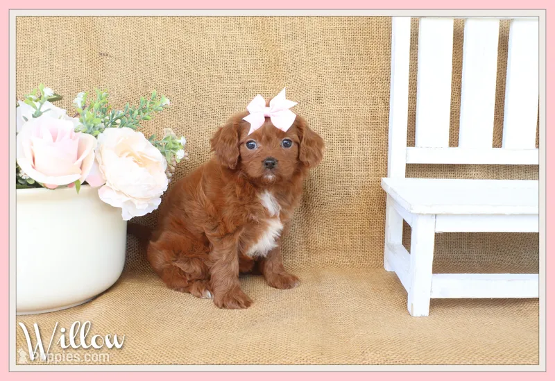 Willow, a female Cavapoo for sale in Conway, AR – Photo 1 of 5