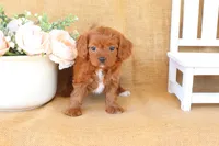 Willow, a female Cavapoo for sale in Conway, AR – Photo 3 of 5