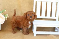 Willow, a female Cavapoo for sale in Conway, AR – Photo 5 of 5