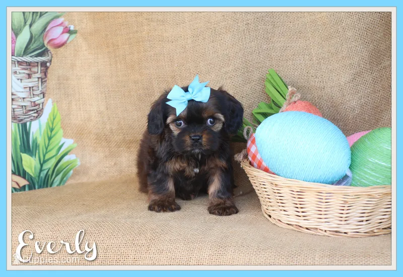 Everly – Cavapoo puppy for sale in Conway, AR