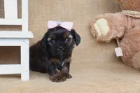 Everly, a female Cavapoo for sale in Conway, AR – Photo 2 of 4