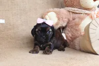 Everly, a female Cavapoo for sale in Conway, AR – Photo 4 of 4