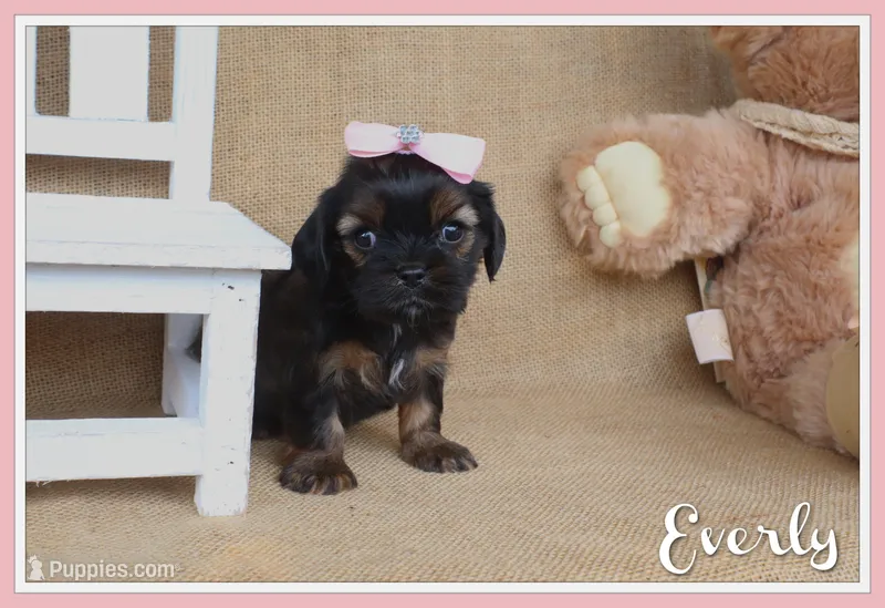 Everly – Cavapoo puppy for sale in Conway, AR
