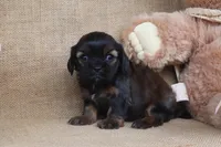 Everly, a female Cavapoo for sale in Conway, AR – Photo 3 of 4