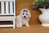 Bella, a female Bichon Frise for sale in Conway, AR – 5 of 7