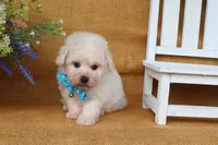 Beau, a male Bichon Frise for sale in Conway, AR – 2 of 6