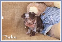 Paxton, a male Yorkipoo for sale in Conway, AR – 1 of 5