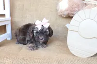Charlotte, a female Cockapoo for sale in Conway, AR – 4 of 4