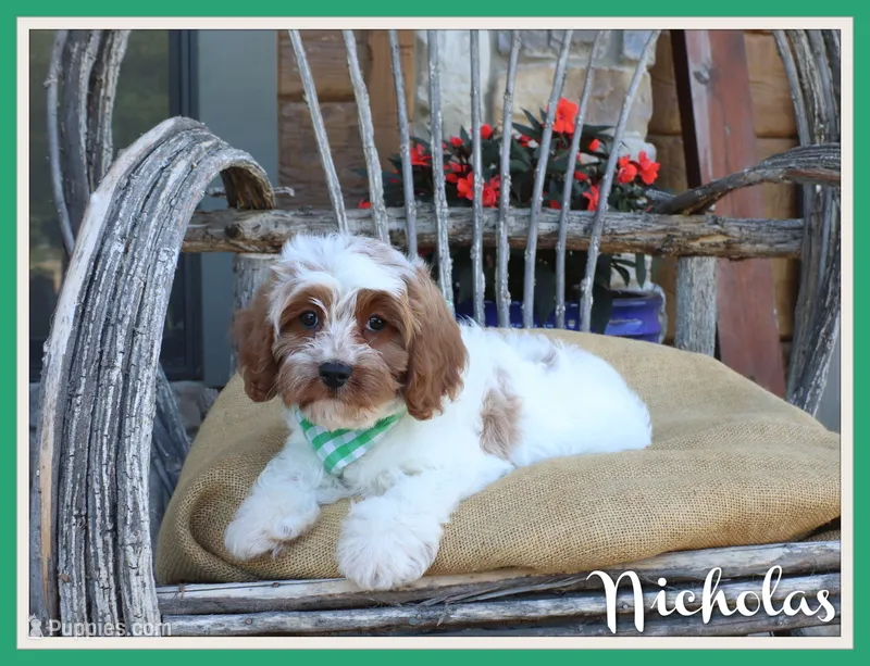 Nicholas – Cavapoo puppy for sale in Conway, AR