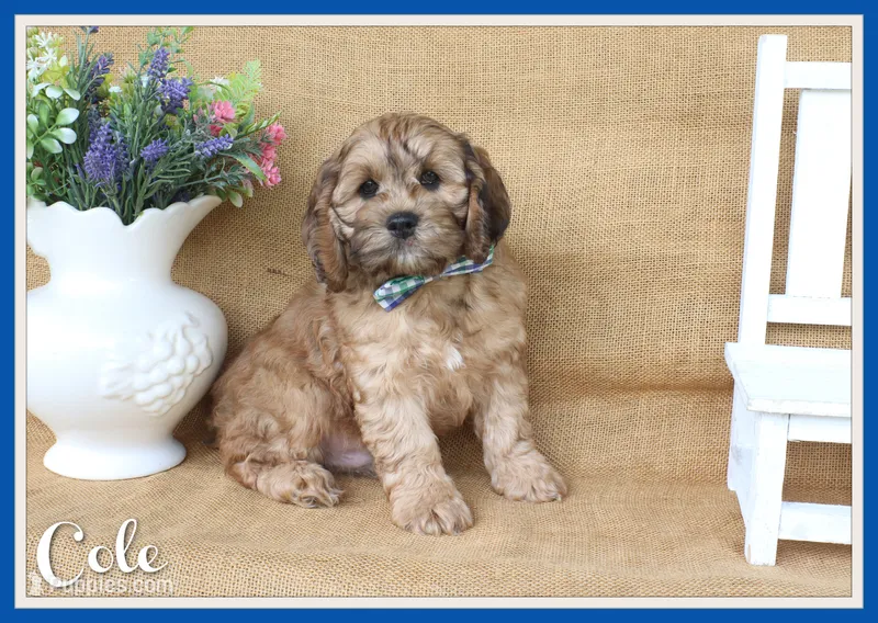 Cole – Cockapoo puppy for sale in Conway, AR
