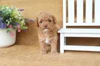 Rosie, a female Cavapoo for sale in Conway, AR – 4 of 5