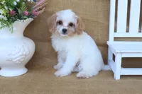 Victoria, a female Cavapoo for sale in Conway, AR – 3 of 7