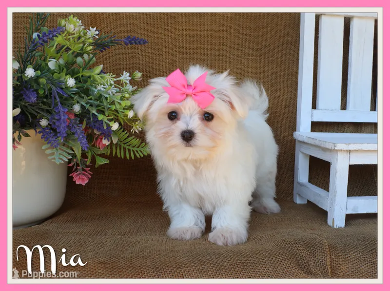 Mia – Maltese puppy for sale in Conway, AR