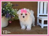 Mia, a female Maltese for sale in Conway, AR – 1 of 7