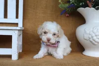 Dakota, a male Poodle - Toy  for sale in Conway, AR – 4 of 4
