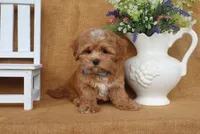 Connor, a male Havapoo for sale in Conway, AR – 3 of 4