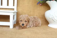 Charlie, a male Poodle - Toy  for sale in Conway, AR – 2 of 5