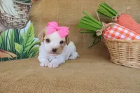 Victoria, a female Cavapoo for sale in Conway, AR – Photo 2 of 6