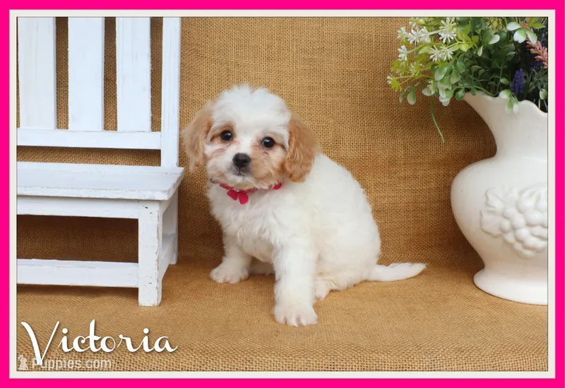Victoria – Cavapoo puppy for sale in Conway, AR