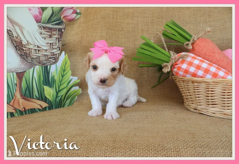 Victoria – Cavapoo puppy for sale in Conway, AR