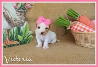 Victoria, a female Cavapoo for sale in Conway, AR – Photo 1 of 6