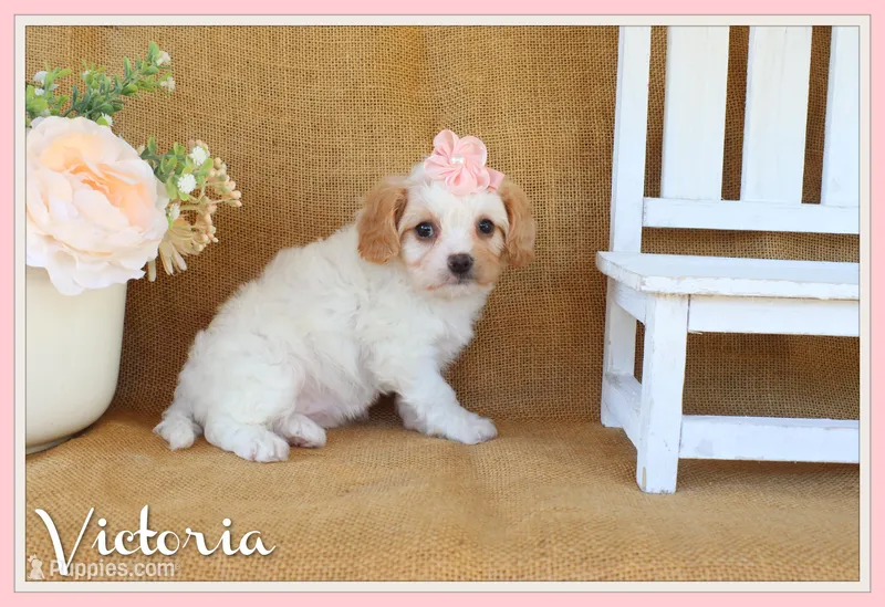 Victoria – Cavapoo puppy for sale in Conway, AR