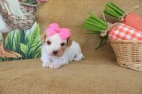 Victoria, a female Cavapoo for sale in Conway, AR – Photo 3 of 6