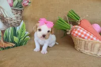 Victoria, a female Cavapoo for sale in Conway, AR – Photo 5 of 6