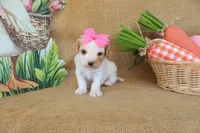 Victoria, a female Cavapoo for sale in Conway, AR – Photo 6 of 6