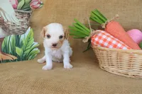 Victoria, a female Cavapoo for sale in Conway, AR – Photo 4 of 6