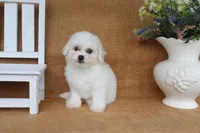 Ava, a female Bichon Frise for sale in Conway, AR – 4 of 6