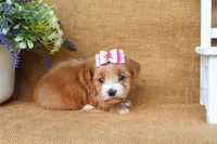 Hannah, a female Havanese for sale in Conway, AR – 4 of 6