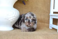 Remi, a female Poodle - Toy  for sale in Conway, AR – 5 of 5