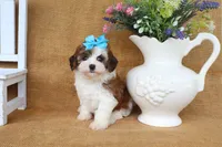 Ivy, a female Cavapoo for sale in Conway, AR – 4 of 5