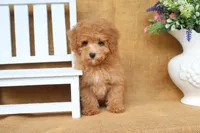 Finn, a male Poodle - Toy  for sale in Conway, AR – 4 of 4