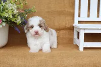 Isabella, a female Cavapoo for sale in Conway, AR – 4 of 5