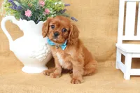 Levi, a male Cavalier King Charles Spaniel for sale in Conway, AR – 2 of 6