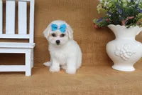 Ava, a female Bichon Frise for sale in Conway, AR – 3 of 6