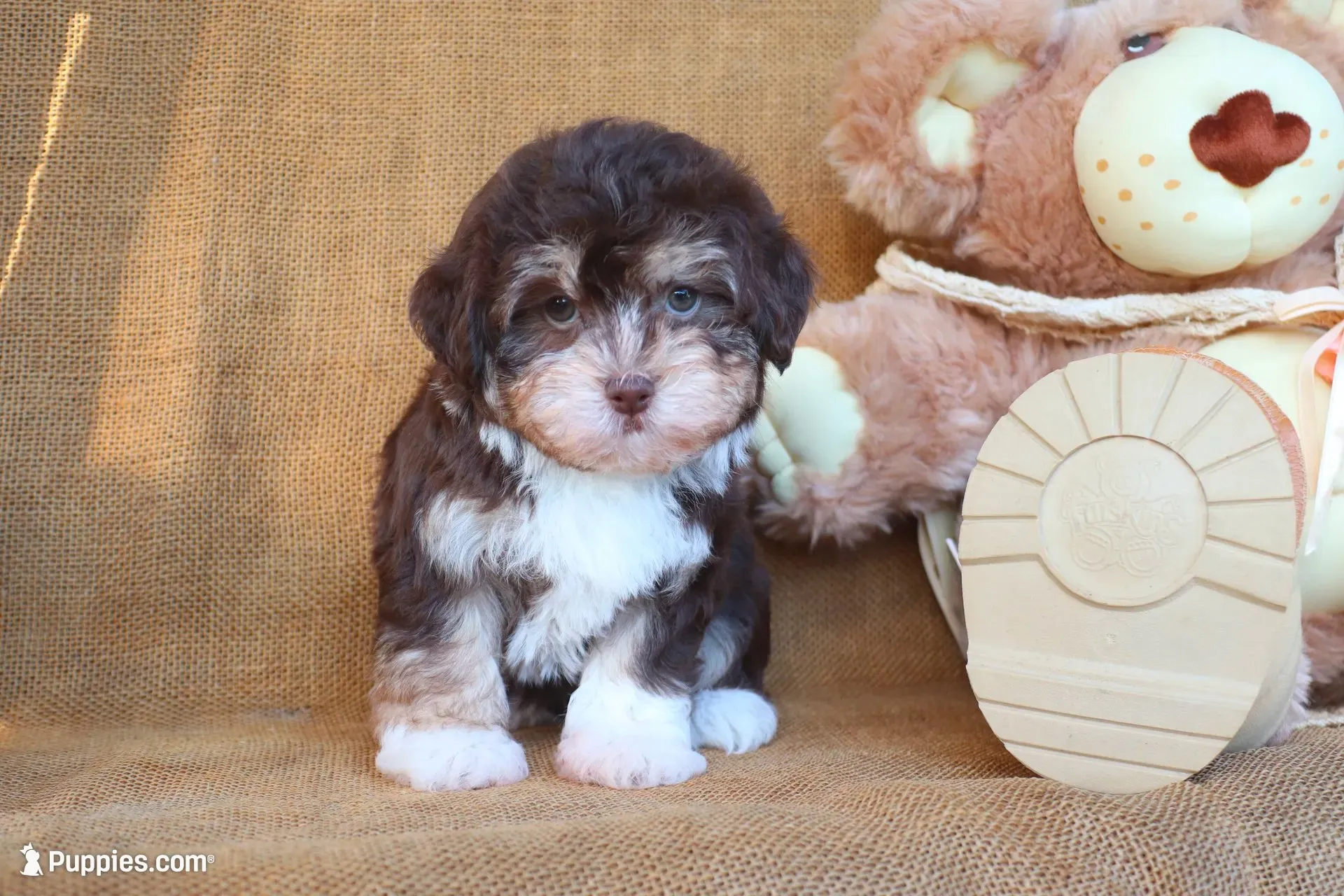 Kylie, a female Havanese for sale in Conway, AR – 7 of 7
