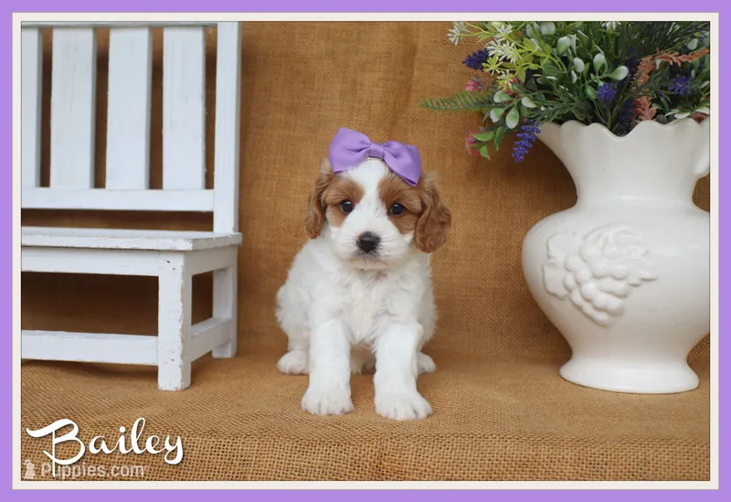 Bailey – Cavapoo puppy for sale in Conway, AR