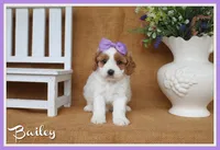 Bailey, a female Cavapoo for sale in Conway, AR – 1 of 4