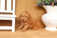 Finn, a male Poodle - Toy  for sale in Conway, AR – 5 of 5