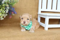 Hayes, a male Havanese for sale in Conway, AR – 4 of 5