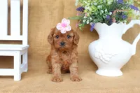 Brooklyn, a female Cavapoo for sale in Conway, AR – 4 of 5