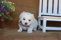 Maddox, a male Maltese for sale in Conway, AR – 2 of 6